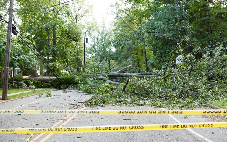Hurricane aftermath of several large trees fallen in the middle of the road with electrical wires and posts fallen and yellow tape.