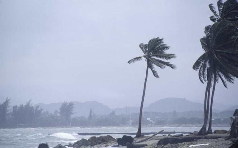 Hurricane blowing trees near open water.