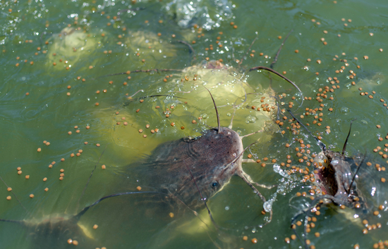 Fish farm facilities near the Salton Sea with aquaculture ponds and on-site infrastructure supported by a Generac solar-plus-storage microgrid