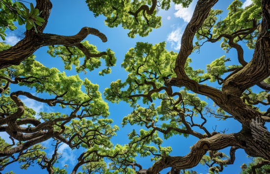 Image of a sandlewood tree forest on the big island of Hawaii