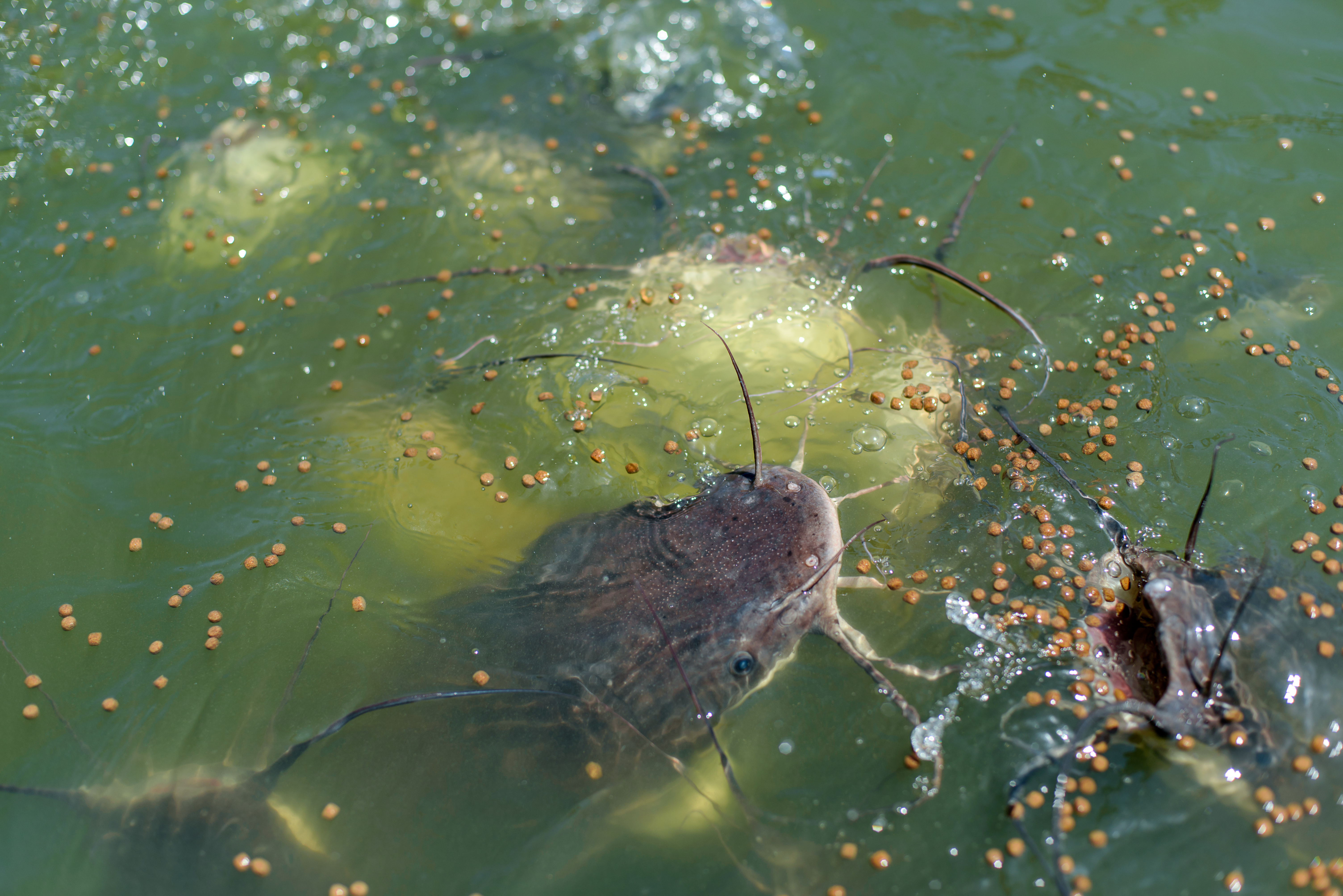 Fish farm facilities near the Salton Sea with aquaculture ponds and on-site infrastructure supported by a Generac solar-plus-storage microgrid
